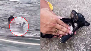 Man Rescues Dog from Lake with CPR, Saving a Life