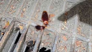 "This Is Serious" From Cockroaches to Bedbugs... Damage Continues to Mount