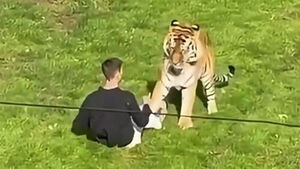 "Man Killed by Zoo Tiger Jumped Into Enclosure While Dancing"