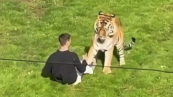 Man who entered a tiger enclosure at a U.K. zoo (Photo: Screen capture from social media X, Yonhap News)
