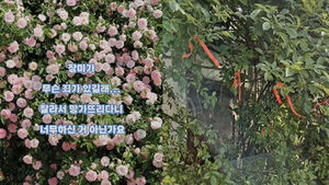"This Is Too Much": Visiting Suwon's SNS Hotspot Only to Find "What Did the Flowers Do?"