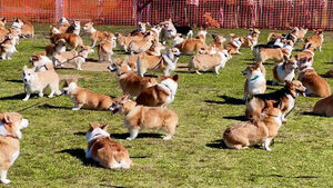 "The Cutest Festival in the World"... Corgis Fill Every Corner