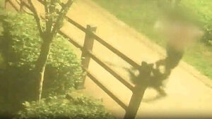 "Suddenly Rushed and Bit Arms and Legs"... Badgers Repeatedly Appearing in Park Raise Dilemma
