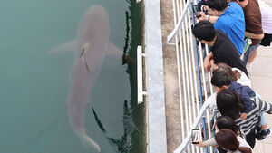 Busan Seeks Countermeasures Against Potential Shark Incursions Following 'Bukangi' Sighting