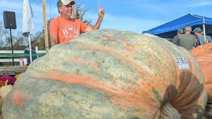Pumpkin Weighing Over 1.4 Tons Expected to Set Guinness World Record