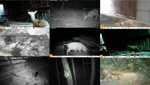 AI Automatically Identifies Animals Captured by National Park Cameras
