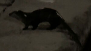 "It Moved, So I Looked Closer": Otter Spotted in Uijeongbu Stream During Walk