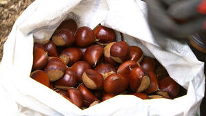 "Likely to Appeal Overseas"... The Sweet Challenge of 'K-Chestnuts'