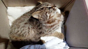 "Save Me," Residential Area SOS... Turned Out to Not Be a Cat