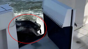 Humpback Whale Suddenly Breaches Right Beneath Fishing Boat