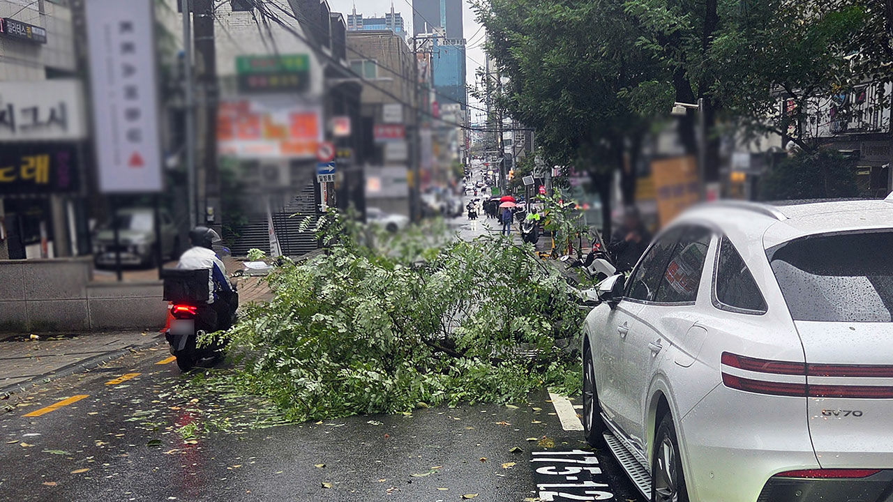 전국 대부분 지역에 돌풍을 동반한 가을비가 내리는 18일 서울 강남구 역삼동의 한 거리에 돌풍으로 가로수가 쓰러져있다. (사진=독자 제공, 연합뉴스)