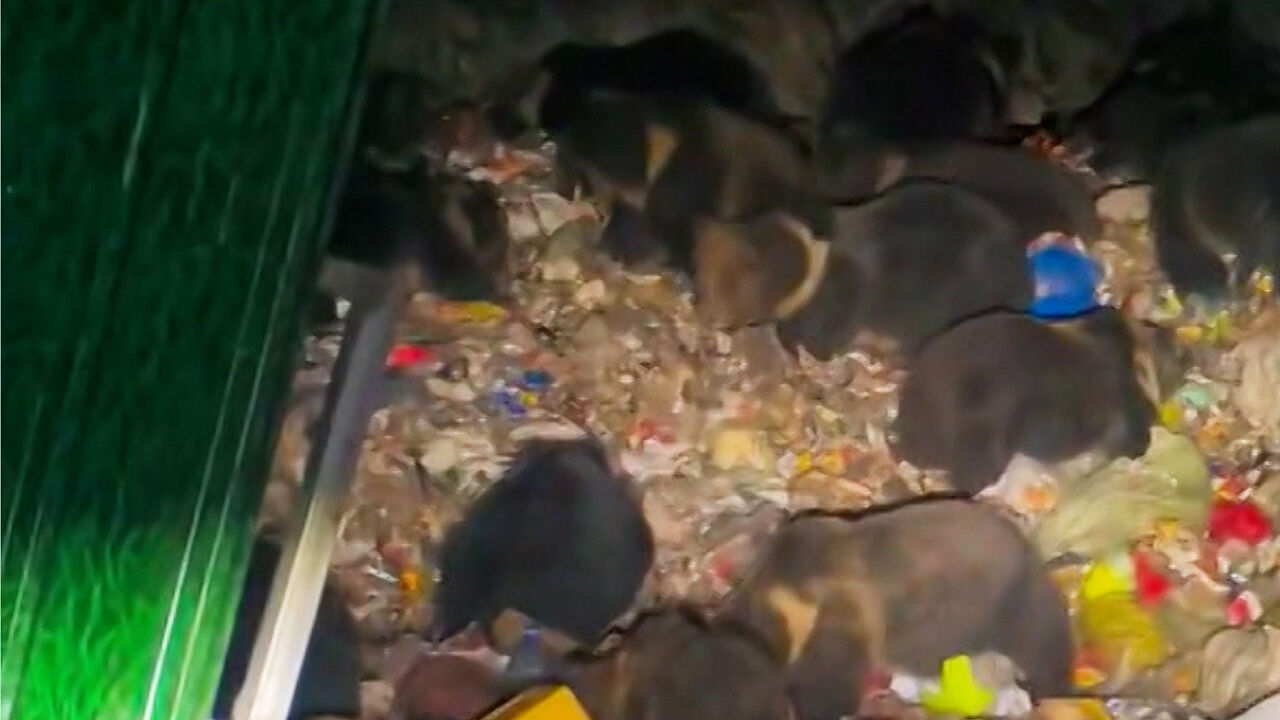 Swarming a Pile of Garbage... A Shocking Sight for a Driver in the Dead ...