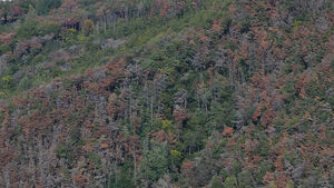 Pine Wilt Disease Cases Up 36% in Gyeonggi Province&hellip; "Climate Change Extends Vector Activity"