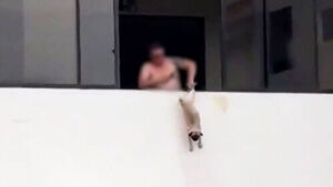 Former Pro Soccer Player Arrested After Dangling Dog Out Window by Hind Legs