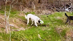 Stray Dog Dramatic Rescue After Being Trapped with Plastic Tub on Head for a Week