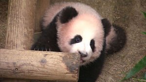 Fu Bao's Little Sister Shu Bao Makes Public Debut