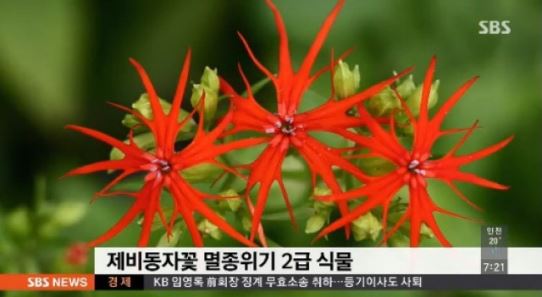 멸종위기 야생식물, '보전위한 파종 증식'