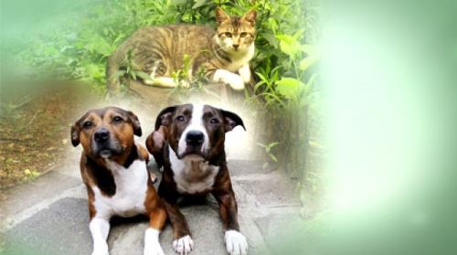 서울시, 반려동물 반환비 도입 예정&hellip;5만원 아래로 보호비용 정할 수 있어