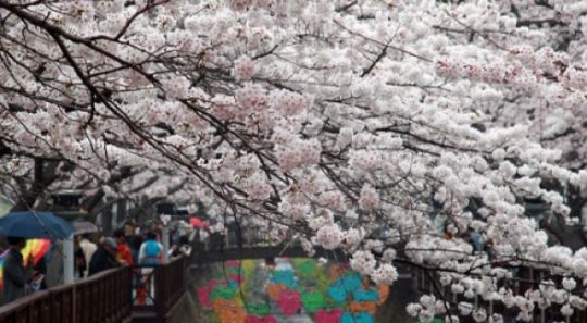 3월 봄 축제 일정, '벚꽃 만발 시기'