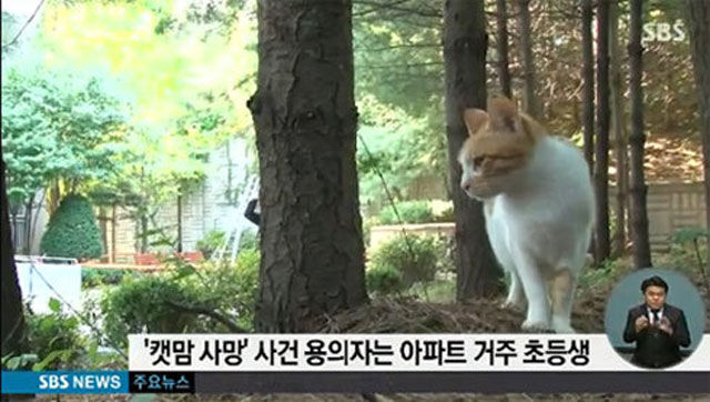 캣맘 사건 용의자, '촉법소년'이라 형사 책임지지 않을 듯 '가정법원 보호 처분'