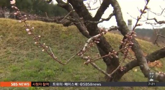 꽃샘추위 원인, 특이하게 우리나라에만 있다 왜?