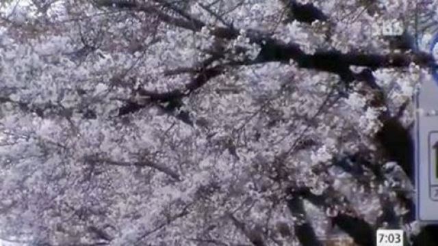 봄꽃 개화기준, ‘2월 기온과 강수량에 영향’