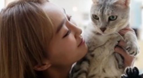 고양이 종류, 효린의 고양이 특징은?