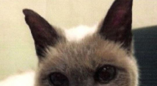 최고령 고양이, 30세 샴고양이 장수비결은?