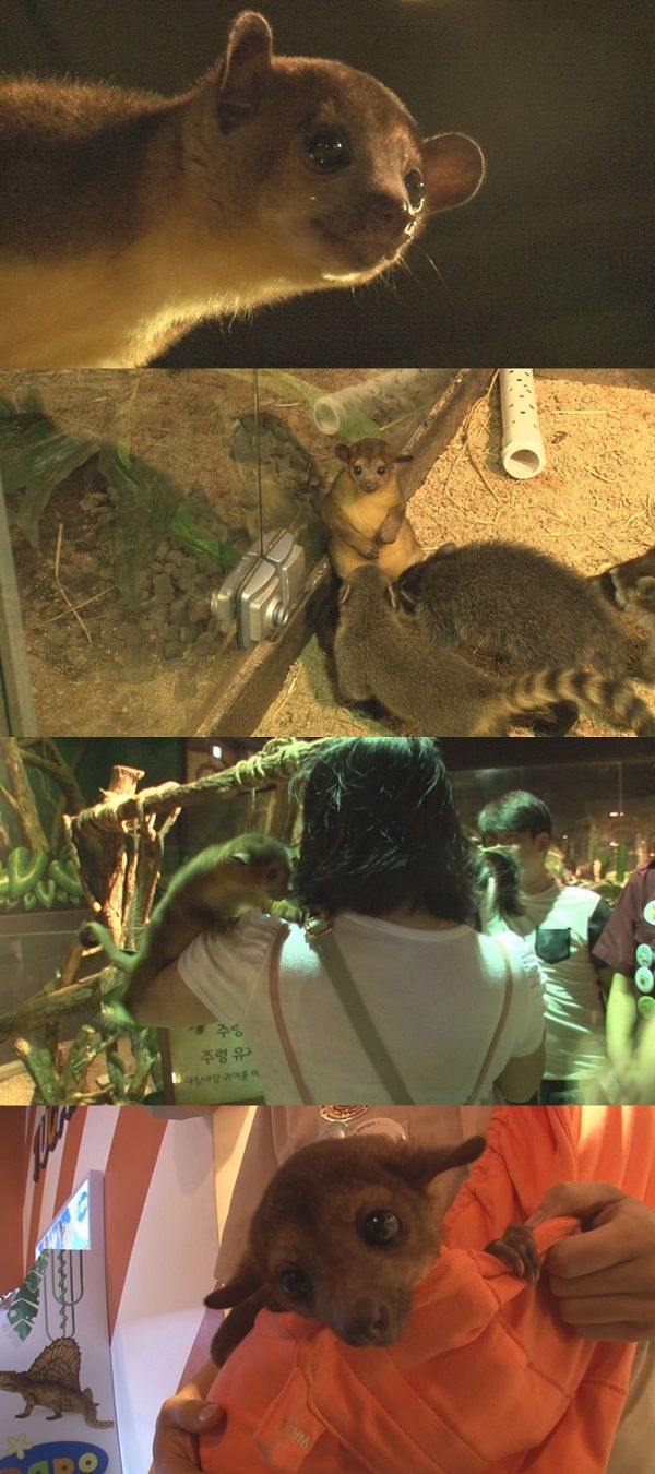 동물농장