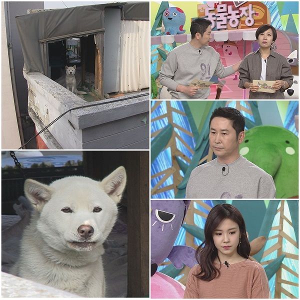 신동엽의 탄식, 정선희의 눈물…'TV 동물농장', 방치된 견공 충격적 사연 공개