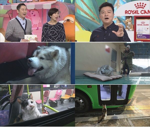 "평창올림픽 예고편 보는 기분이야"…TV 동물농장, 뚱뚱보 허스키 썰매견 도전기 공개