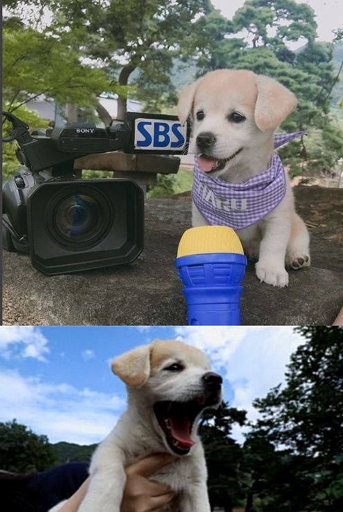 SBS 반려동물 앱 '하루', SNS스타견 짱절미 만났다!