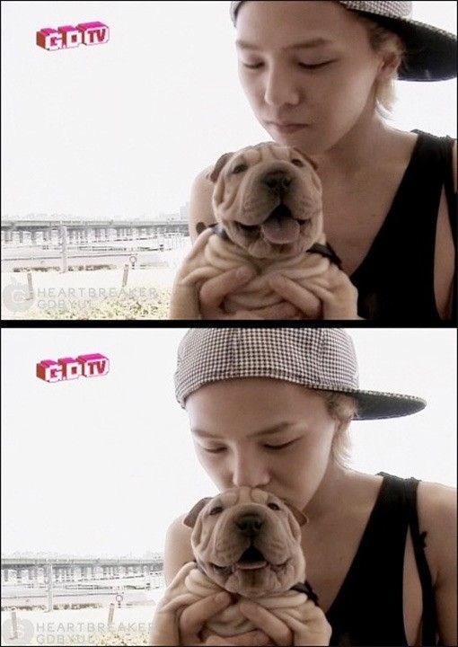 지드래곤 반려견