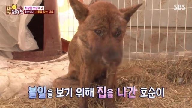 '동물농장' 멧돼지 공격에 얼굴 40% 소실된 犬호순이…3D 복원술로 '얼굴 복원' 성공