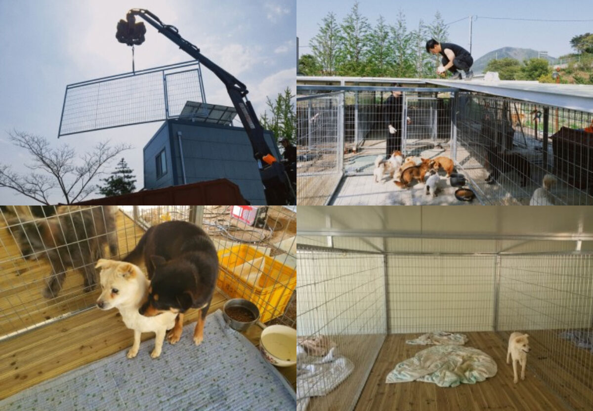 제이홉 유기견 쉼터 후원