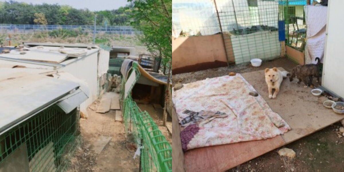 제이홉 유기견 쉼터 후원