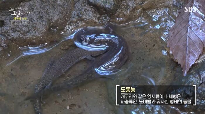 꼬꼬무 찐리뷰