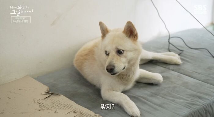 꼬꼬무 찐리뷰