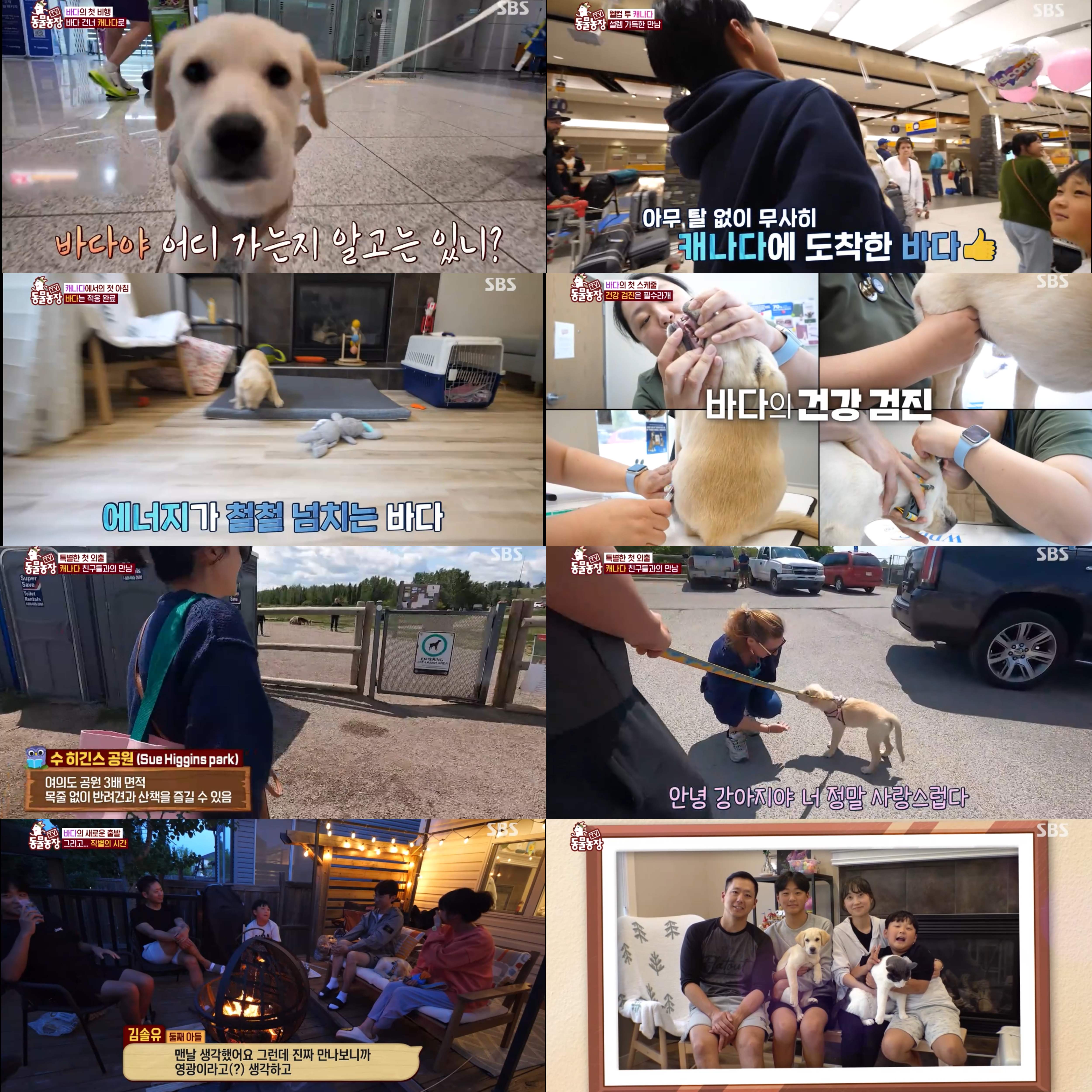 'TV</font>동물농장</font>', 새끼 리트리버의 해외 입양기 '감동'…동시간대 시청률 1위 '최고 7%'