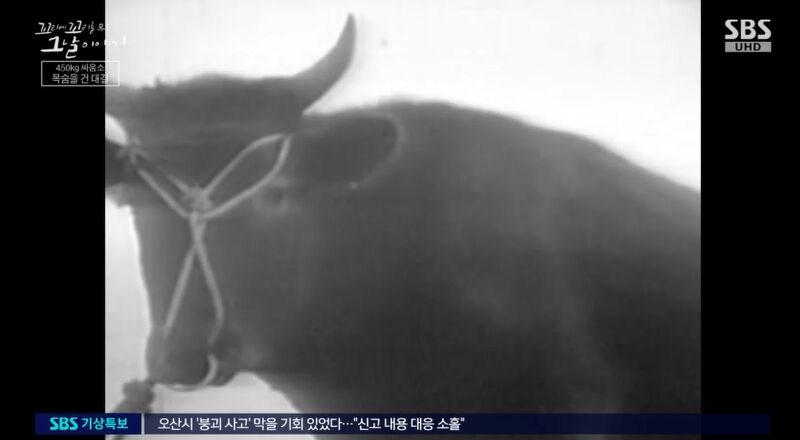 꼬꼬무