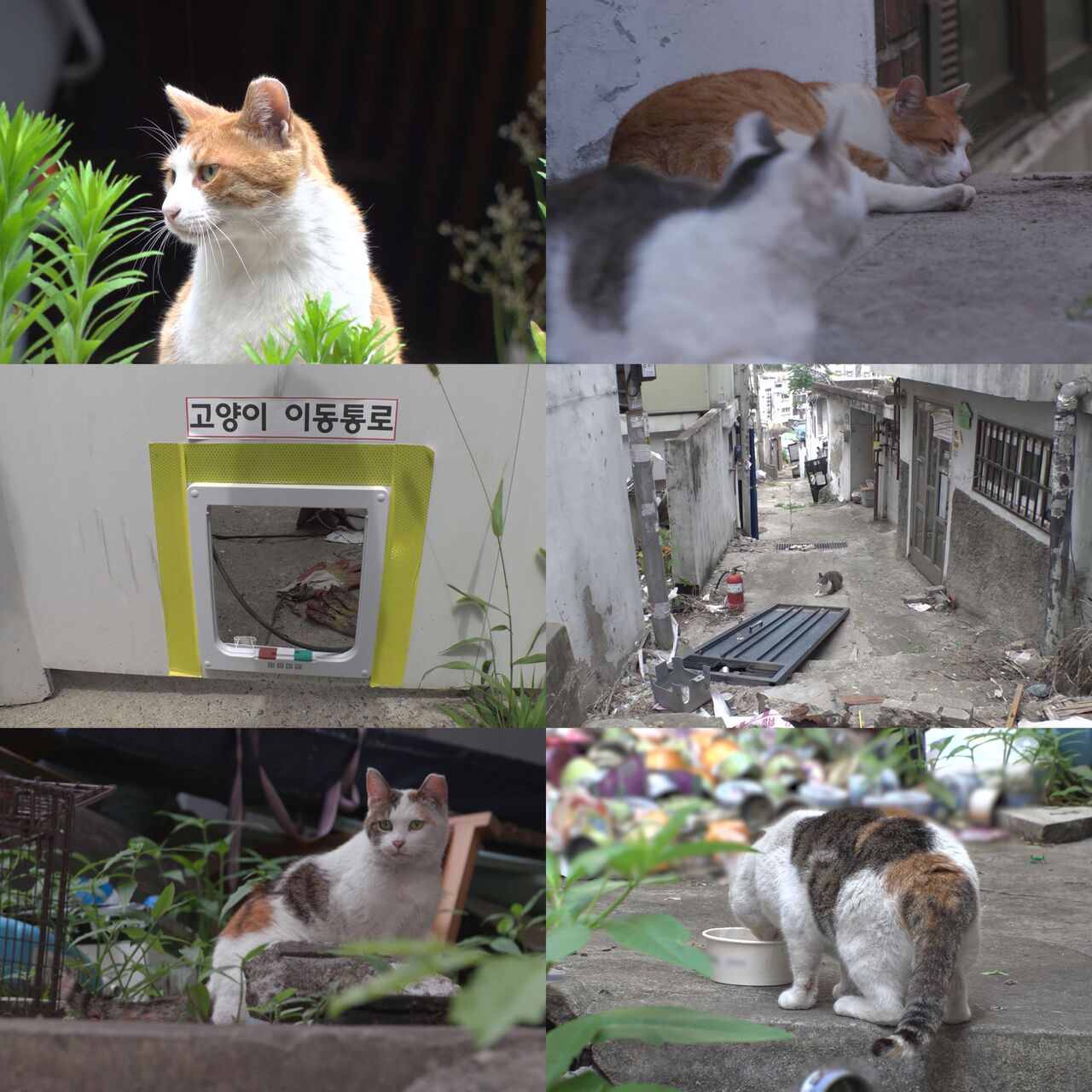 동물농장
