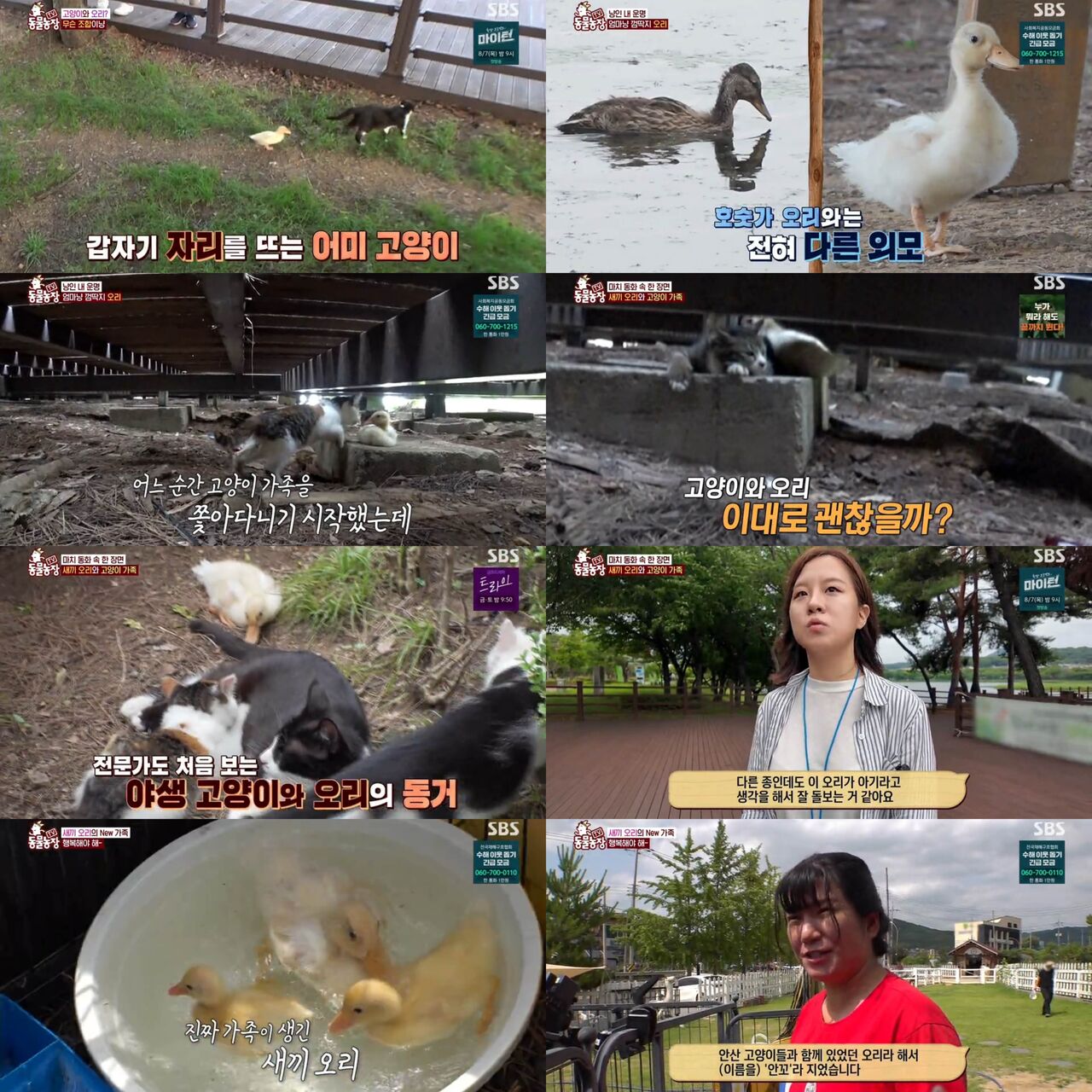 동물농장