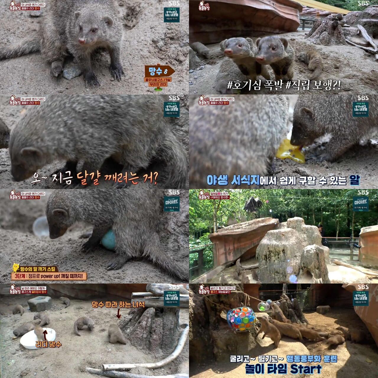 동물농장