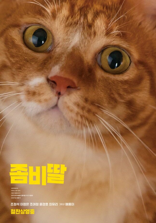 세계 고양이의 날이라고?…흥행 고양이 '애용이' 좀 봐봐요