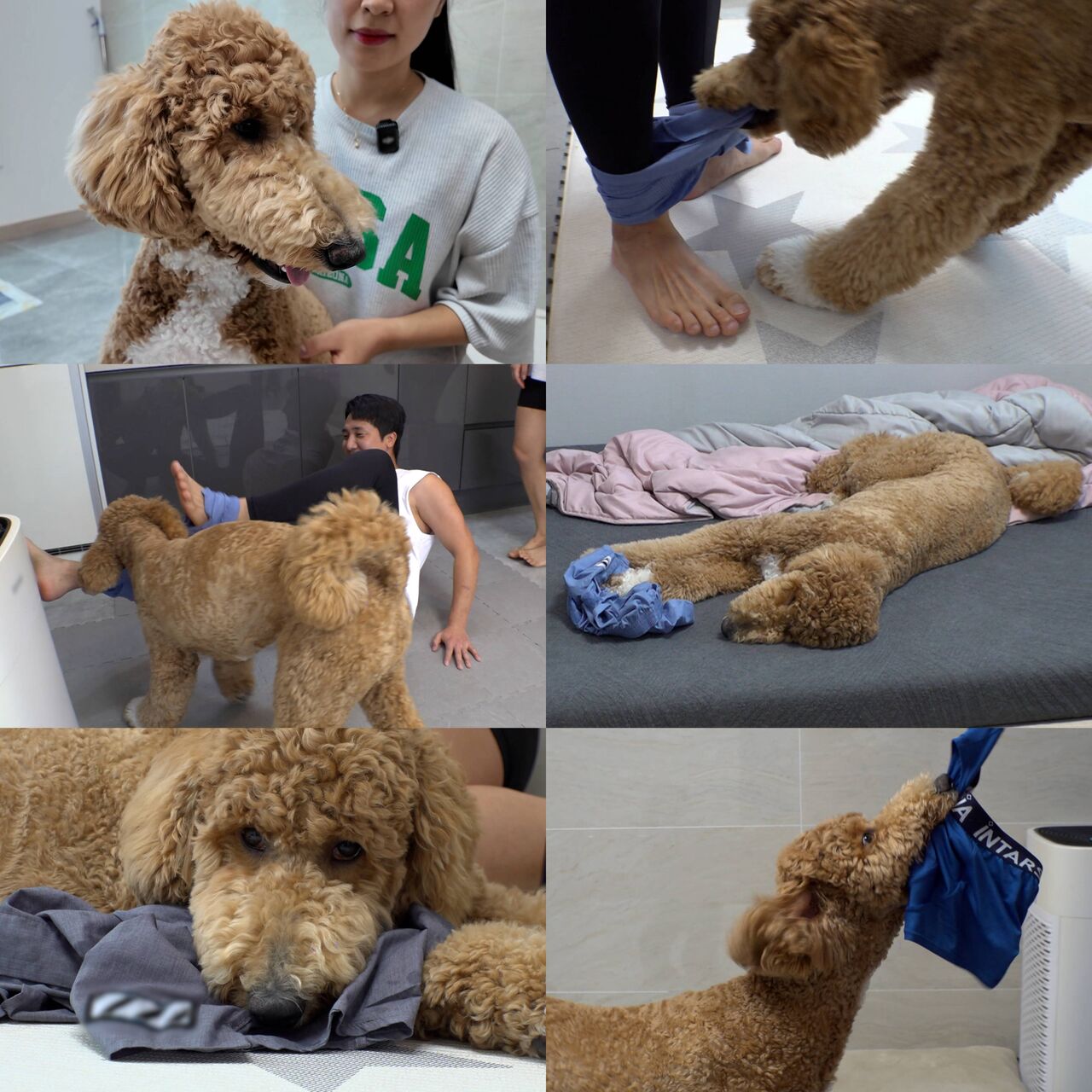 동물농장