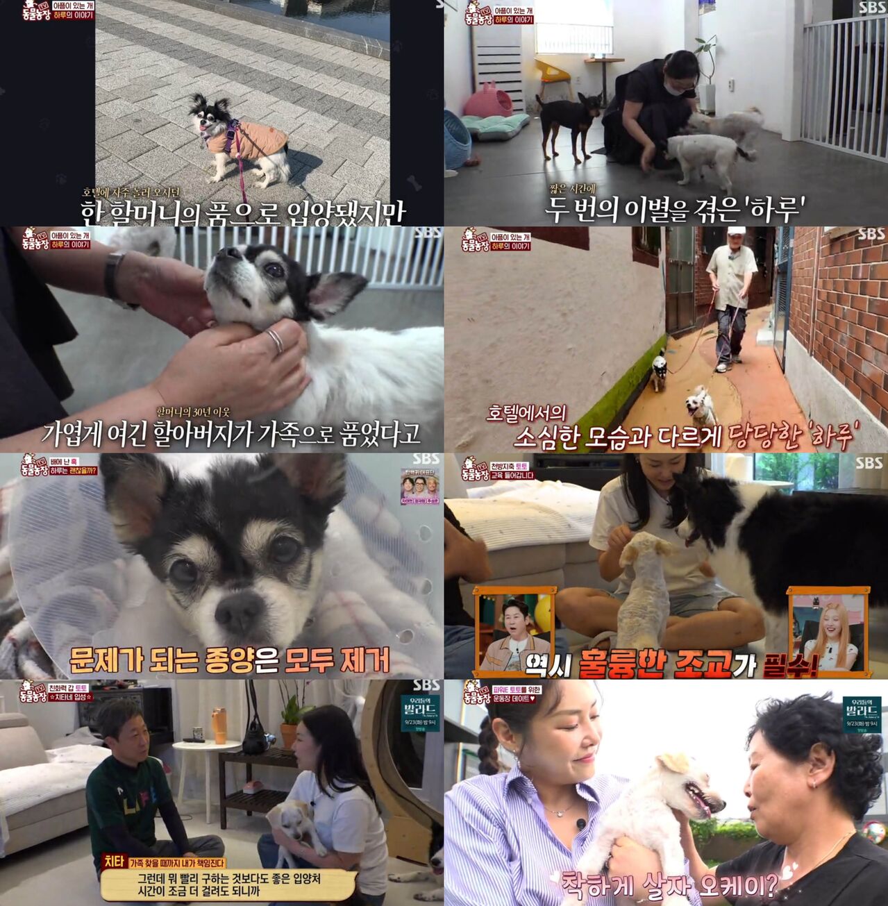 동물농장