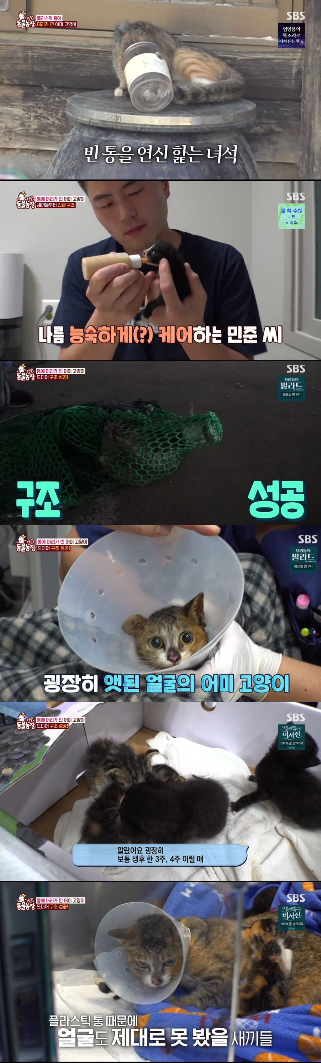 플라스틱 통에 머리 낀 고양이, 열흘 굶어도 감동의 모성애…'TV동물농장', 최고 6.3%