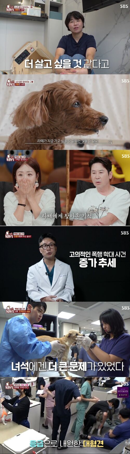 "강아지 턱에만 골절 집중, 학대 가능성"…생명 구하려는 사투 'TV동물농장', 동시간대 시청률 1위