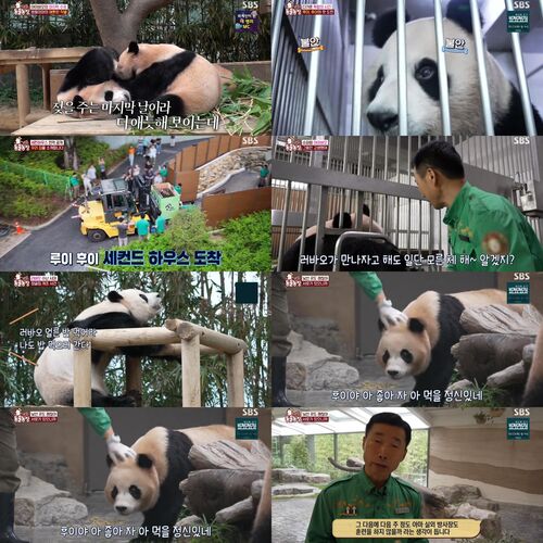 푸바오 동생들도 엄마와 이별 준비…'TV동물농장', 루이·후이 독립기 '최고 4.2%'