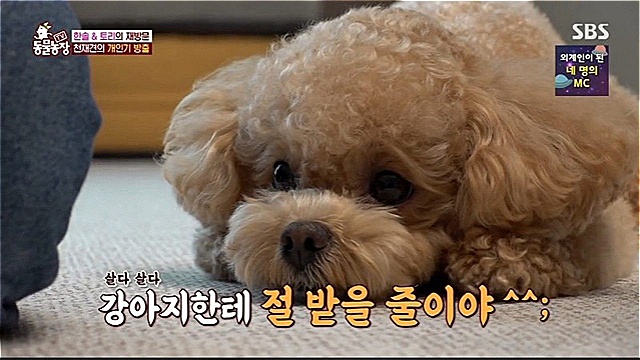 시각장애 한솔X천재견 토리, 기적 같은 어질리티 완주…'TV동물농장', 최고 3.8%